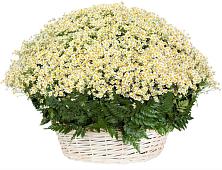 Цветочная композиция из Ромашки в корзине #REPLACE_PRED# Городовиковске